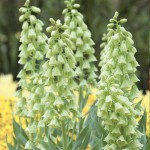 Fritillaria Ivory Bells.jpg