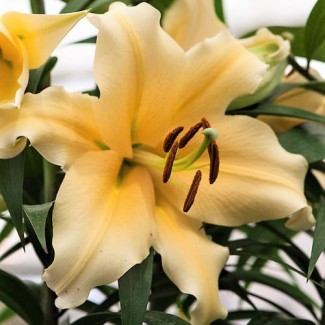 Lilia Drzewiasta 'Zirconia'
