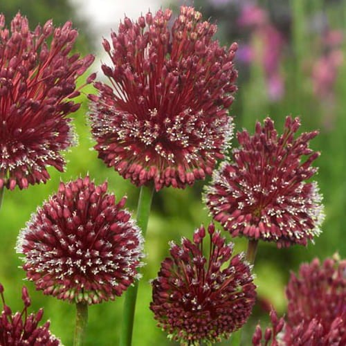 Red Mohican3.jpg