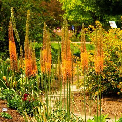 Eremurus Pinokkio.jpg