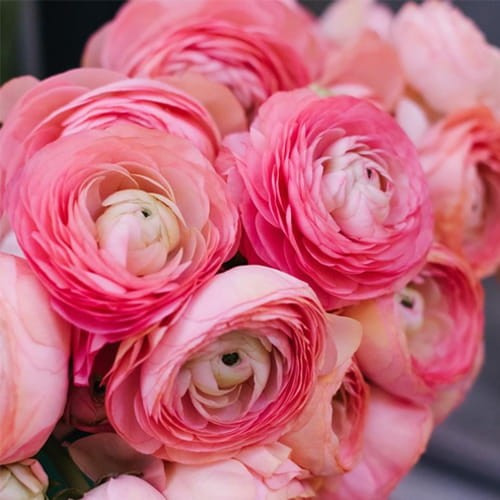 Ranunculus Pink.jpg