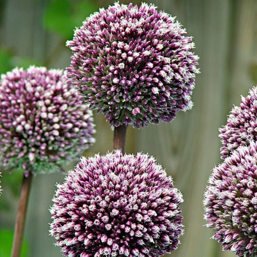Allium Summer Drummer.jpg