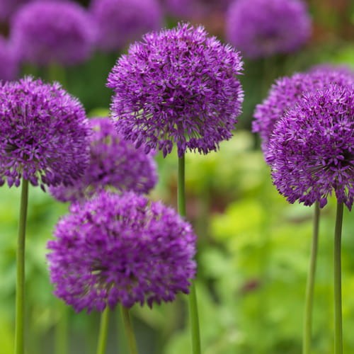Allium Purple Sensation.jpg