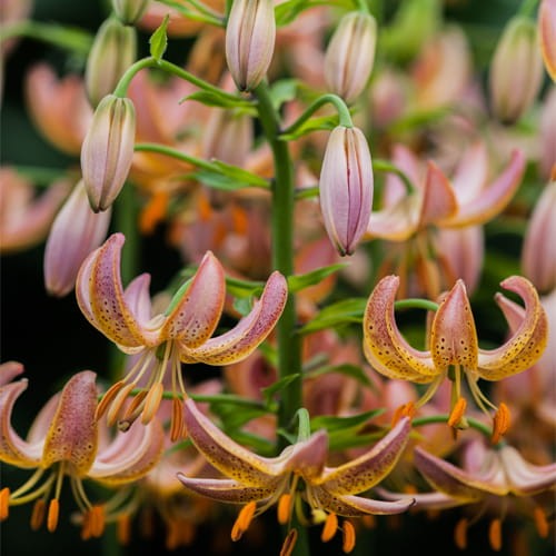 e87cc47897ceb76fafe45ef14041425b