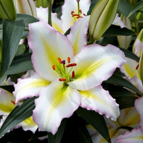 effc32ccbca8891e1ad850084007f59b