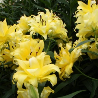 Lilia Pełna Drzewiasta 'Exotic Sun'