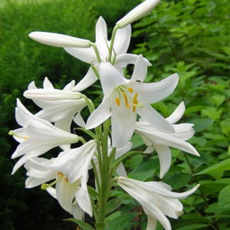 Lilia 'Candidum' (Św. Józefa)