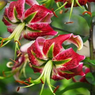 Lilia Drzewiasta 'Black Beauty'