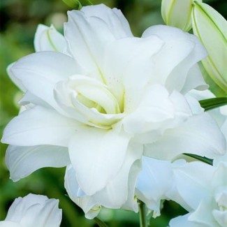 Lilia Pełna 'Lotus Pure'