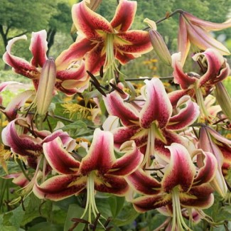 Lilia Drzewiasta 'Scheherazade'
