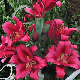 Lilia Drzewiasta 'Borello'