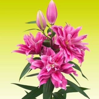 Lilia Pełna 'Roselily Thalissa'