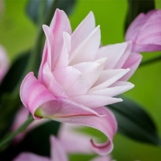 Lilia Pełna 'Lotus Spring"