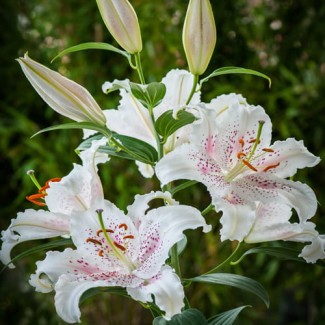 Lilia Orientalna 'Muscadet'