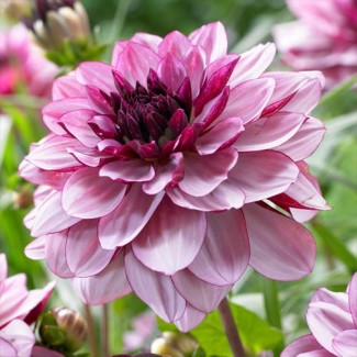 Dalia Dekoracyjna 'Creme de Cassis'