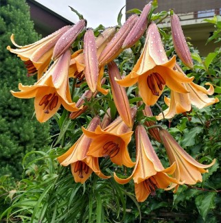Lilia Trąbkowa 'African Queen'