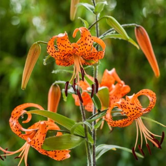 Lilia Tygrysia 'Lancifolium Splendens'