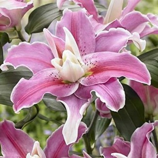 Lilia Pełna 'Lilac Cloud'