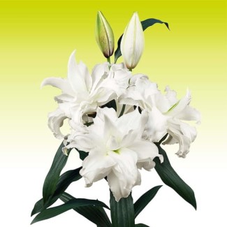 Lilia Pełna 'Roselily Angela'