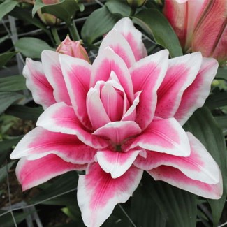 Lilia Pełna 'Roselily Olympia'