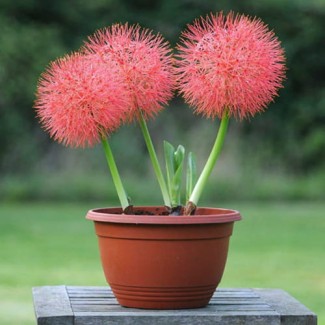 Krasnokwiat (Scadoxus Multiflorus)