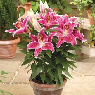Lilia Orientalna 'After Eight'