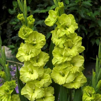 Mieczyk Wielkokwiatowy 'Green Star' 5szt