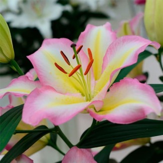 Lilia Orientalna 'Captain Tricolore'