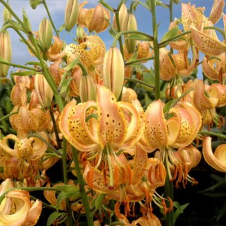 Lilia Martagon 'Peppard Gold'
