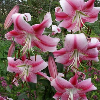 Lilia Drzewiasta 'Anastasia'