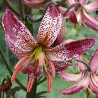 Lilia Martagon 'Alberta Morning'