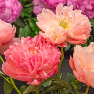 Piwonia Chińska 'Pink Hawaiian Coral'