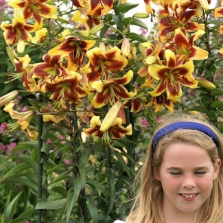 Lilia Drzewiasta 'Robert Swanson'