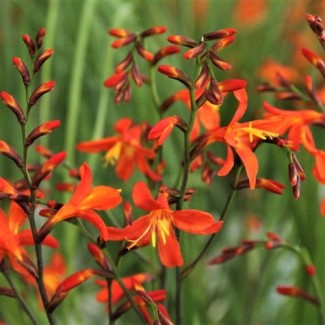 Krokosmia (Crocosmia) 'Carmine Brilliant' 5szt