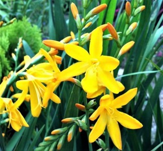 Krokosmia (Crocosmia) 'George Davison' 5szt