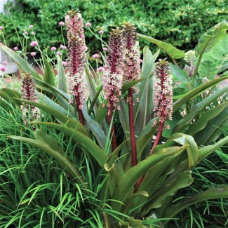 Lilia Ananasowa (Eucomis) 'Comosa'