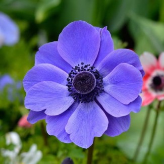 Zawilec (Anemone) 'Mr Fokker' 5szt