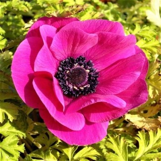 Zawilec (Anemone) 'Sulphide de caen' 5szt