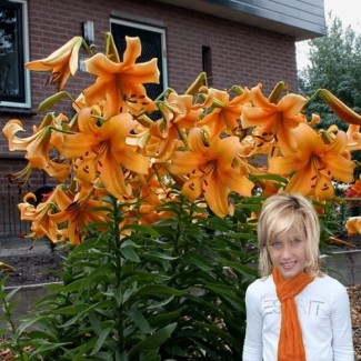 Lilia Drzewiasta 'Orange Space'