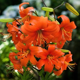 Lilia Azjatycka 'Pearl Justien'