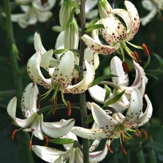 Lilia Martagon 'Albi Morning'