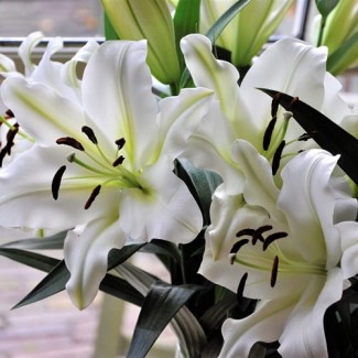 Lilia Drzewiasta 'Monte Bianco'