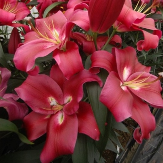 Lilia Drzewiasta 'Red Desire'
