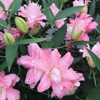Lilia Pełna 'Accolade'
