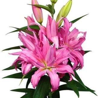 Lilia Pełna 'Diantha'