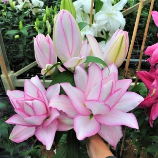 Lilia Pełna 'Roselily Anouska'