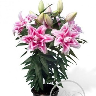 Lilia Pełna 'Roselily Nowa'