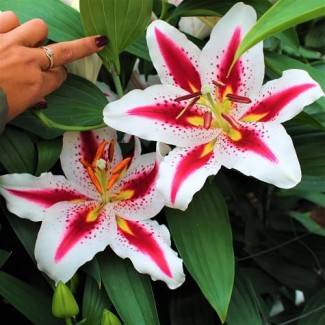 Lilia Orientalna 'Big Smile'