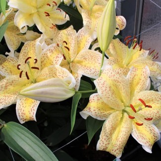 Lilia Orientalna 'Tigermoon'