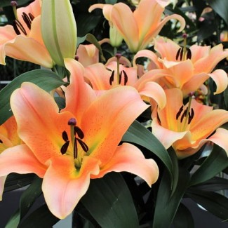 Lilia Drzewiasta 'Zelmira'
